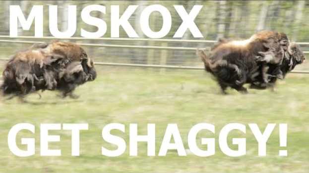 Video Muskox Get Shaggy! em português