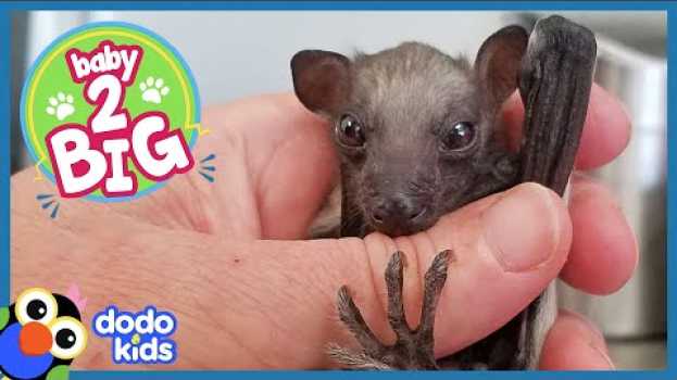 Video All This Baby Bat Wants to Do Is Fly | Animal Videos For Kids | Dodo Kids Baby to Big   türkçe
