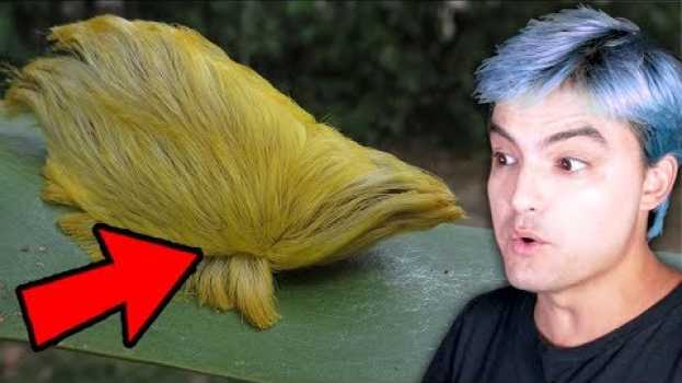 Video Se você avistar isso, CORRA E GRITE POR AJUDA! [+10] po polsku