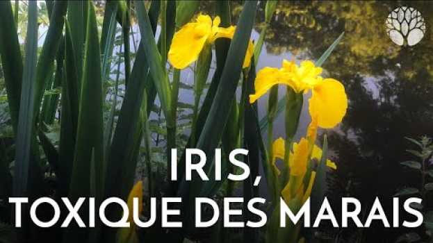 Video L'iris : toxique des marais ! em português