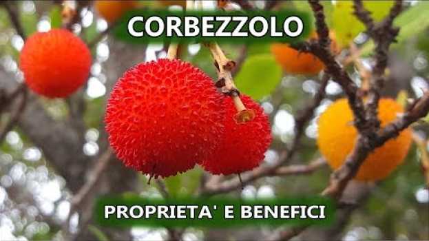 Video Corbezzolo: 10 Proprietà e Benefici | Curiosità dalla Sardegna   türkçe