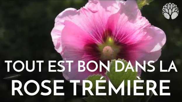 Video Tout se mange dans la rose trémière su italiano