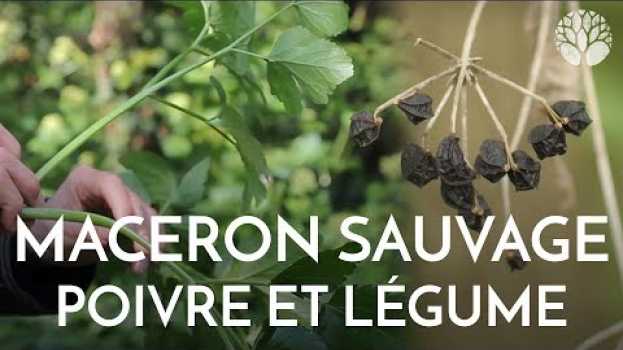 Video Le maceron se mange en légume et ses fruits comme le poivre en español