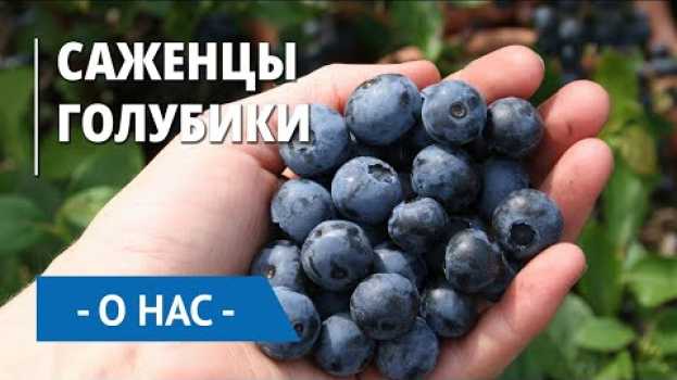 Video Саженцы вкусной и полезной голубики. Видео со склада Беккер en français