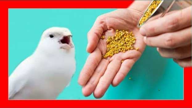 Video Debes DAR ESTO a tus PAJAROS 😱 POLEN DE ABEJA PARA CANARIOS Y AVES EXOTICAS auf Deutsch