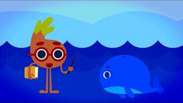 Video La cipollina intelligente - Il colore blu   türkçe