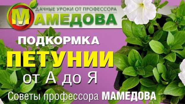 Video ПОДКОРМКА ПЕТУНИИ от А до Я. Советы профессора Мамедова. auf Deutsch