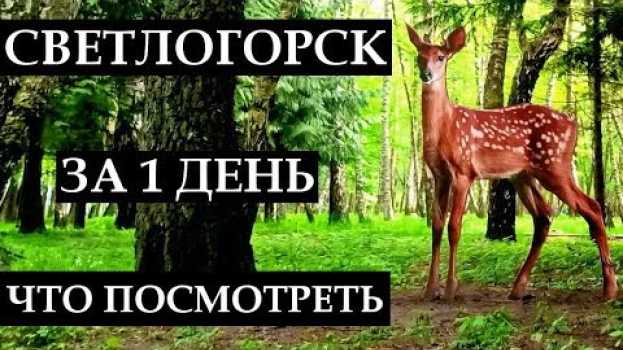 Video СВЕТЛОГОРСК ЗА 1 ДЕНЬ: что посмотреть, достопримечательности, отдых в Калининградской области en français