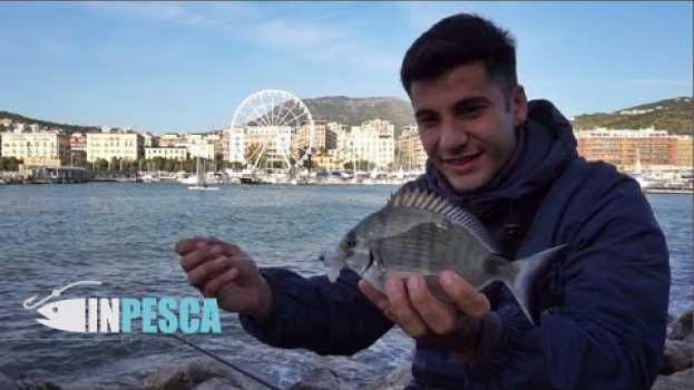 Video BOLOGNESE EXTREME | PESCA dei SARAGHI dalla Scogliera e in Porto en español