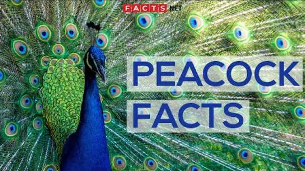 Video Interesting Facts About Peacocks And Peahens, Or The Peafowls   türkçe