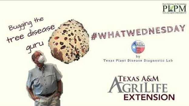Video #WhatWednesday WHAT can that fungus on my tree trunk do? su italiano