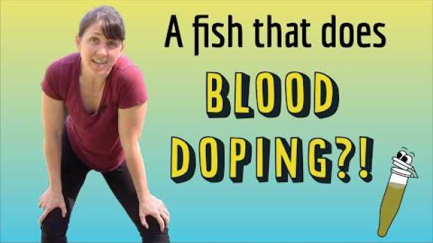 Video The amazing blood-boosting capacity of this Antarctic fish! - A 2020 Cool Paper su italiano
