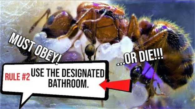 Video MY FIRE ANTS SET UP SOME NEW "HOUSE RULES" | The Phoenix Empire Laws auf Deutsch