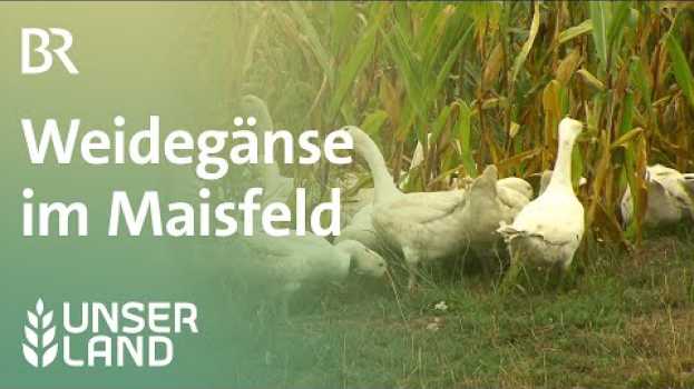 Video Weidegänse im Maisfeld (Re-Upload) | Unser Land | BR Fernsehen su italiano