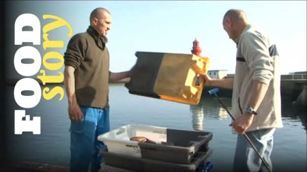 Video Ils doivent jeter des tonnes de poissons devenu invendable, c'est la loi ! in English