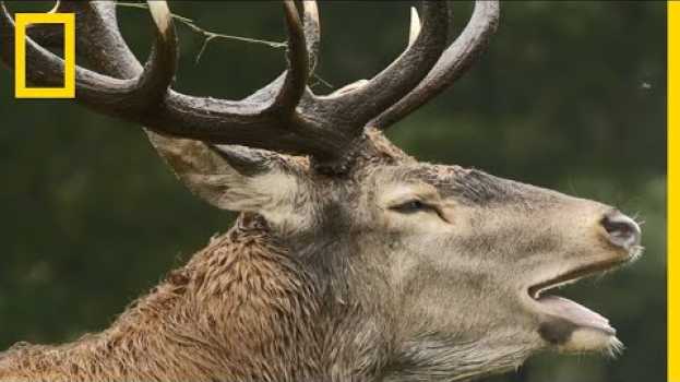 Video Le cerf élaphe, ce séducteur adepte des bains de boue su italiano