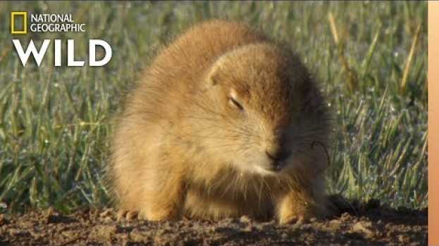Video Which Animals Hibernate? | Animal Autofill em português