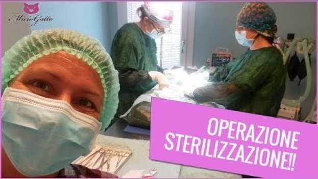 Video L'operazione di sterilizzazione di un gatto in sala operatoria spiegata dal veterinario en español