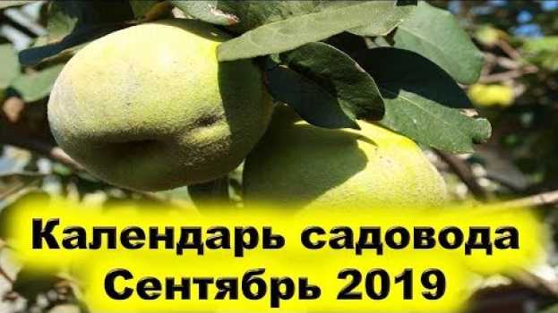 Video Календарь садовода сентябрь 2019 года. Почему нужно обработать кремниевым раствором растения сада? auf Deutsch