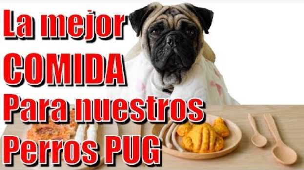 Video La mejor comida para nuestros perros pug   türkçe