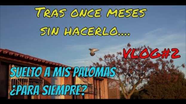 Video Palomas mensajeras. Tras 1️⃣1️⃣ meses sin volar, suelto mis palomas.✅🐦 ¿Para siempre? 🤔 em português