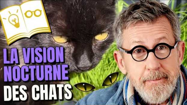 Video 😺 Comment les chats voient-ils dans le noir ? 👀 | Confinement Jour 42 auf Deutsch