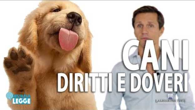 Video Cani : Diritti e Doveri | avv. Angelo Greco | Questa è la Legge en español