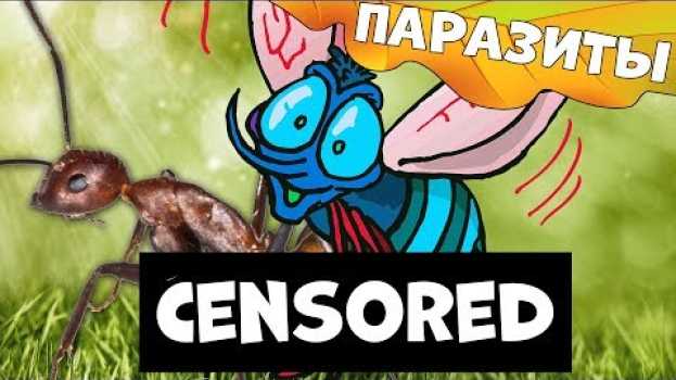 Video Паразиты в муравьиных матках lasius niger. Они убивают маток изнутри. auf Deutsch