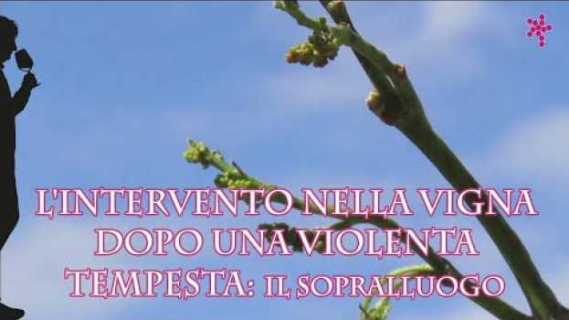Video L'intervento nella vigna dopo una violenta tempesta: il sopralluogo en español