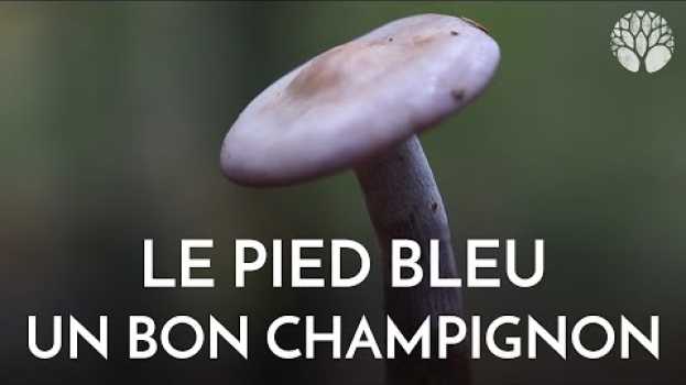 Video Le délicieux pied bleu, confusion avec des cortinaires em português