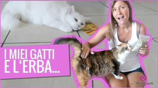 Video Erba gatta o catnip: che effetti ha? auf Deutsch
