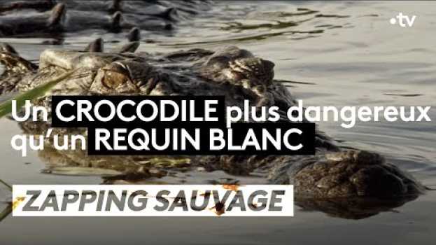 Video Un crocodile plus dangereux qu'un requin blanc ! - ZAPPING SAUVAGE su italiano