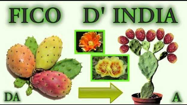 Video fai nascere una piantina di fico d india a costo zero,, fig of india, figue, higo de la india, tunas   türkçe