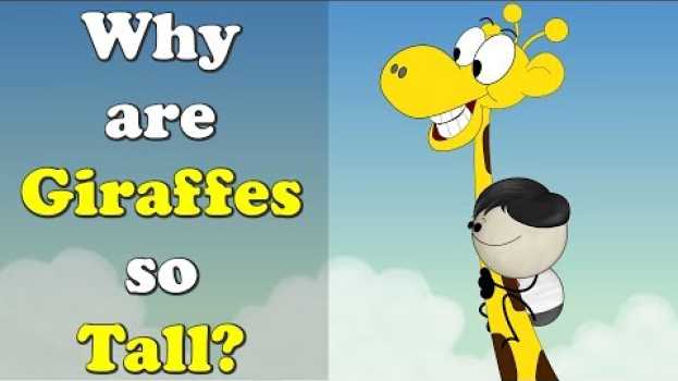 Video Why are Giraffes so Tall? + more videos | #aumsum #kids #science #education #children em português
