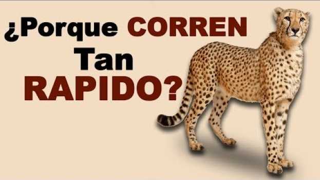 Video 🐆 ¿Dónde VIVE el Guepardo y Cuánto Tiempo Puede Llegar a VIVIR? - Animales Salvajes auf Deutsch