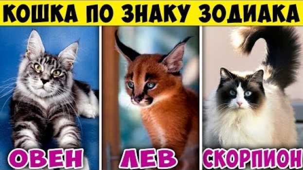 Video КАКАЯ ПОРОДА КОШКИ ПОДХОДИТ ТЕБЕ ПО ЗНАКУ ЗОДИАКА. Какая ты Кошка по Знаку Зодиака   türkçe