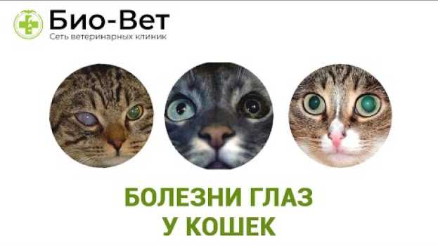 Video Болезни Глаз у Кошек - Причины и Лечение // Сеть Ветклиник БИО-ВЕТ   türkçe