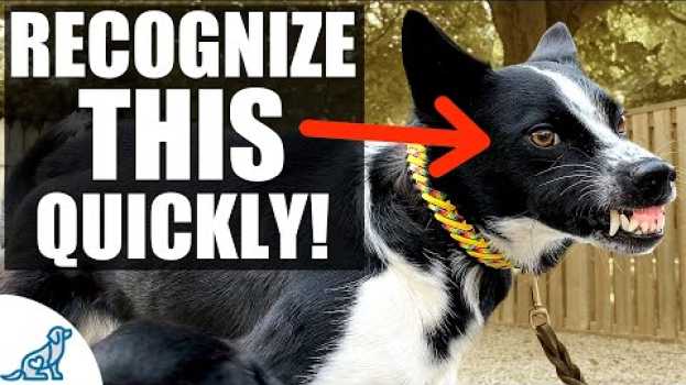 Video Introducing Your Puppy To Other Dogs? Here's What You Need To Know em português