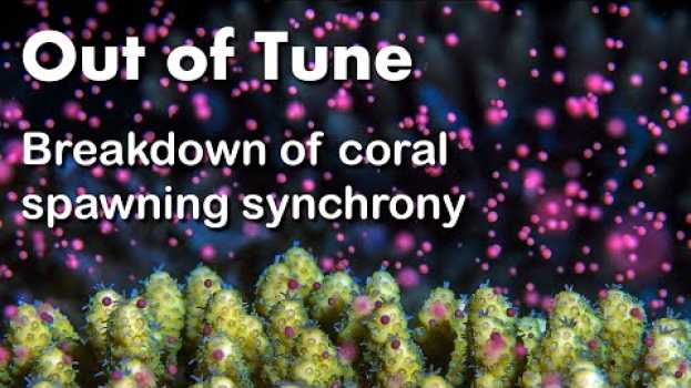 Video Out of Tune - Breakdown of Coral Spawning Synchrony   türkçe