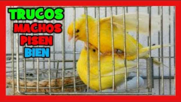 Video TRUCO PARA QUE LOS MACHOS PISEN BIEN 🐤 TRUCOS PARA CRIAR CANARIOS Y MIXTOS DE JILGUERO auf Deutsch