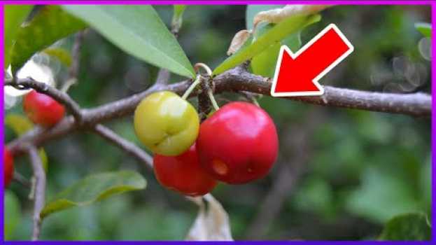 Video VOCÊ NÃO VAI PARAR DE COMER ACEROLA QUANDO VER ISSO ! en español
