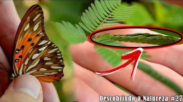 Video PLANTA que SE FECHA e borboleta laranja en español