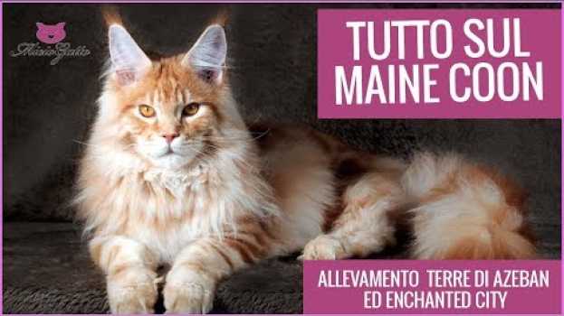 Video Maine coon: tutto sul gatto gigante!   türkçe