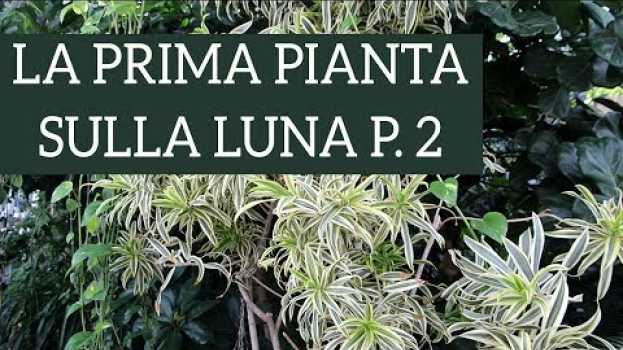 Video 9 Piante che depurano l'aria di casa!   türkçe