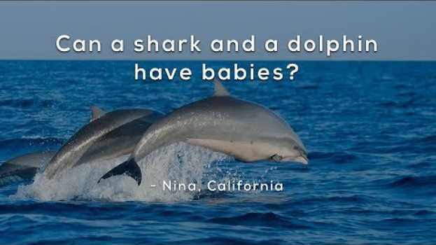 Video Can a shark and a dolphin have babies? en français