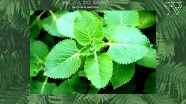 Video Plectranthus Amboinicus - Malva Do Reino - Propriedades Medicinais(Tudo!) en español