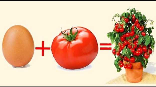 Video uovo pomodoro e un po di terra, uniscili ed il risultato ti sorprenderà auf Deutsch