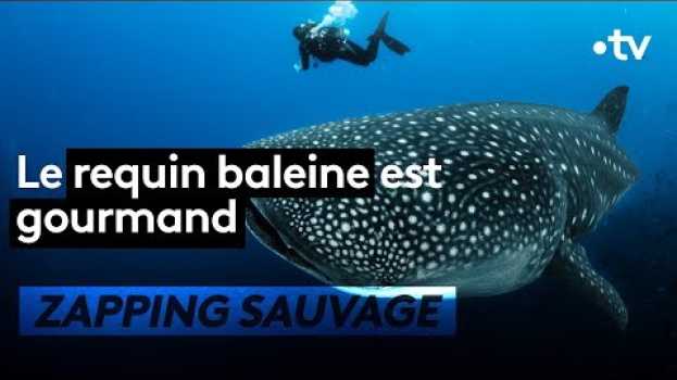 Video Le requin-baleine est fort gourmand - ZAPPING SAUVAGE   türkçe