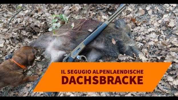 Video Il segugio AlpenlaEndische Dachsbracke   türkçe