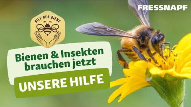Видео Hilf der Biene - Was wir für den Insektenschutz tun können на русском